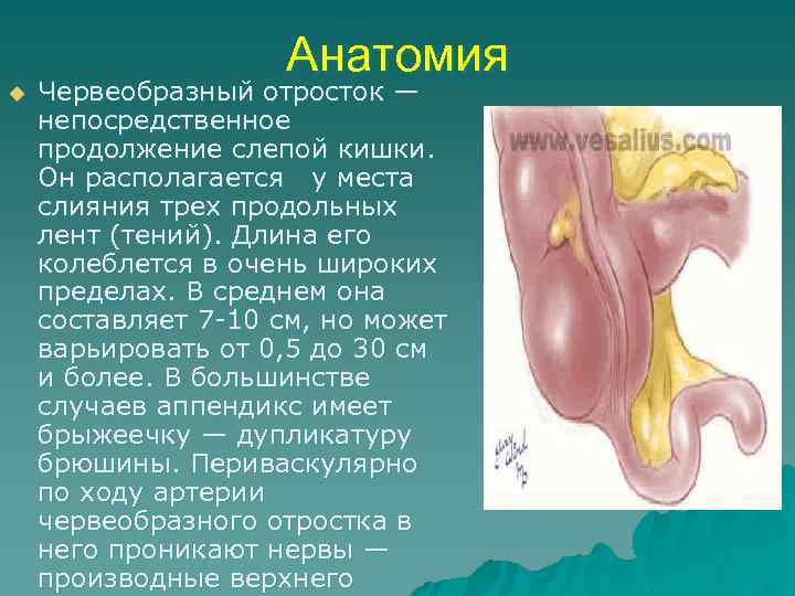 Анатомия u Червеобразный отросток — непосредственное продолжение слепой кишки. Он располагается у места слияния