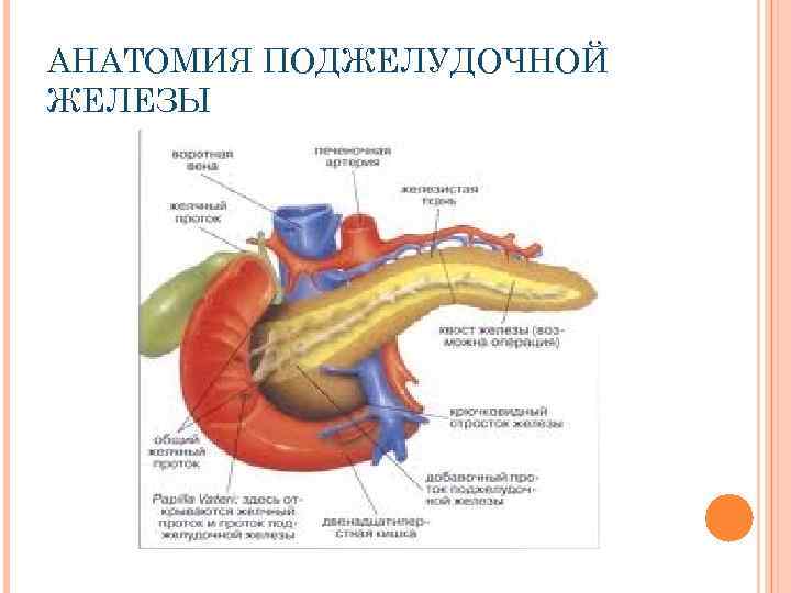 Схема поджелудочной железы