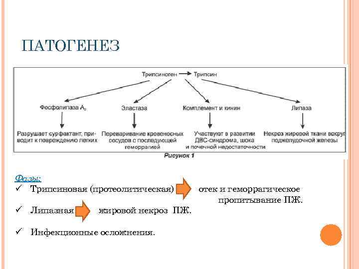 ПАТОГЕНЕЗ Фазы: ü Трипсиновая (протеолитическая) ü Липазная жировой некроз ПЖ. ü Инфекционные осложнения. отек