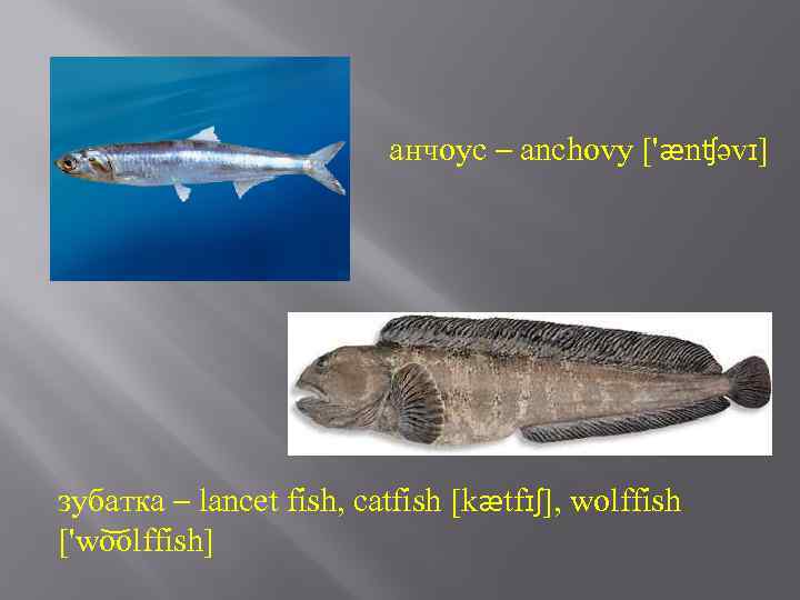 анчоус – anchovy ['ænʧəvɪ] зубатка – lancet fish, catfish [kætfɪʃ], wolffish ['wo olffish] 