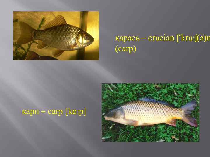 карась – crucian ['kru: ʃ(ə)n (carp) карп – carp [kɑ: p] 