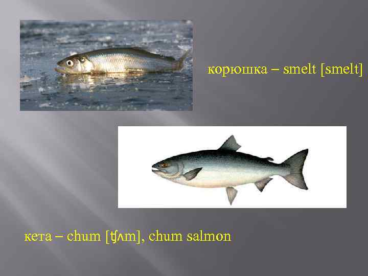 корюшка – smelt [smelt] кета – chum [ʧʌm], chum salmon 