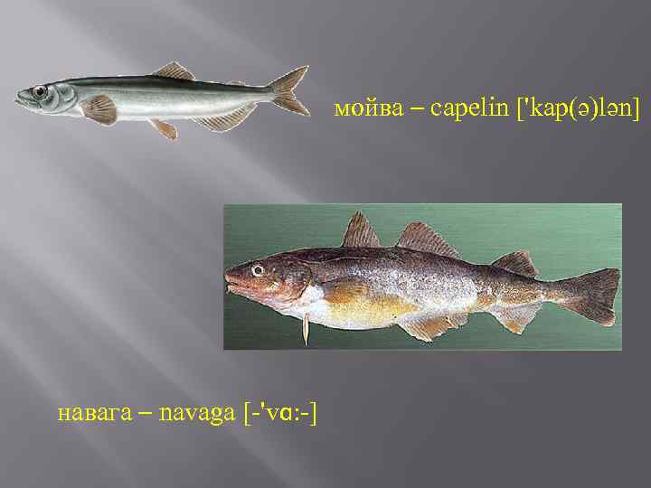 мойва – capelin ['kap(ə)lən] навага – navaga [-'vɑ: -] 