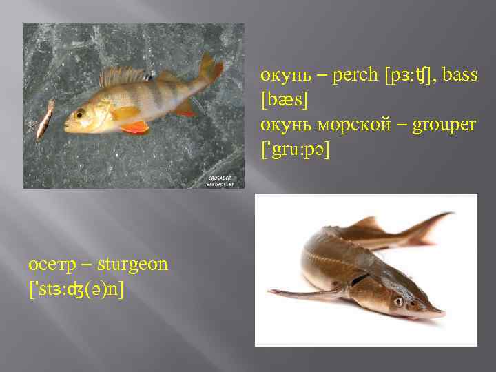 окунь – perch [pɜ: ʧ], bass [bæs] окунь морской – grouper ['gru: pə] осетр