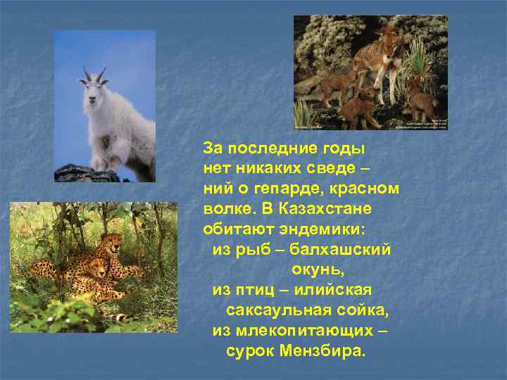 За последние годы нет никаких сведе – ний о гепарде, красном волке. В Казахстане