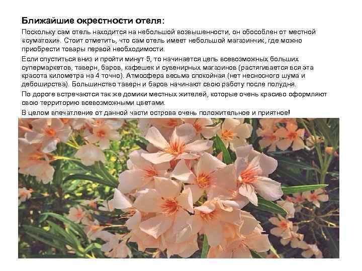 Ближайшие окрестности отеля: Поскольку сам отель находится на небольшой возвышенности, он обособлен от местной