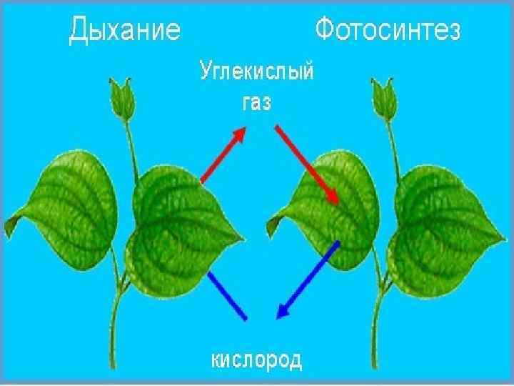 Биология 6 класс дыхание растений и обмен веществ 6 класс презентация