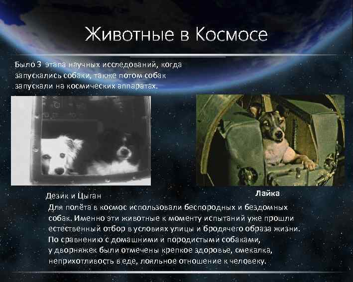 Было 3 этапа научных исследований, когда запускались собаки, также потом собак запускали на космических