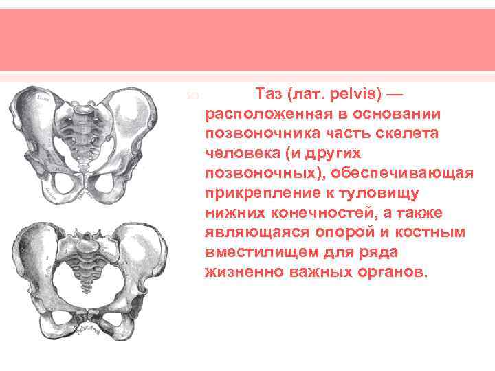 Таз особенности строения