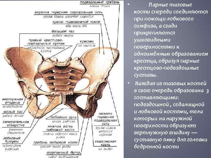 Подвздошная кость у женщин. Анатомия таза мужчины спереди. Скелет мужского таза вид спереди. Лонная кость строение таза. Подвздошная кость анатомия строение.