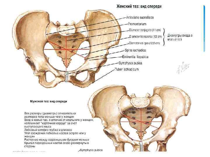 Анатомия таза презентация