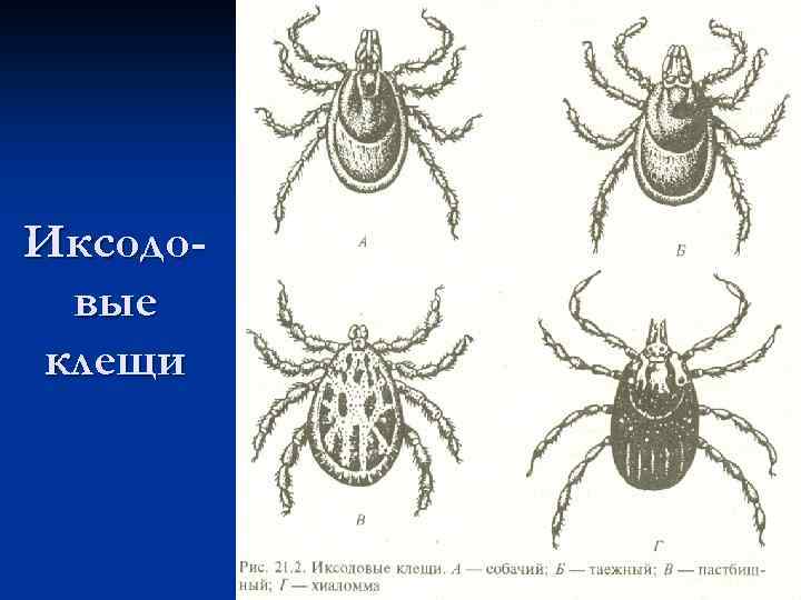 Иксодовый клещ схема