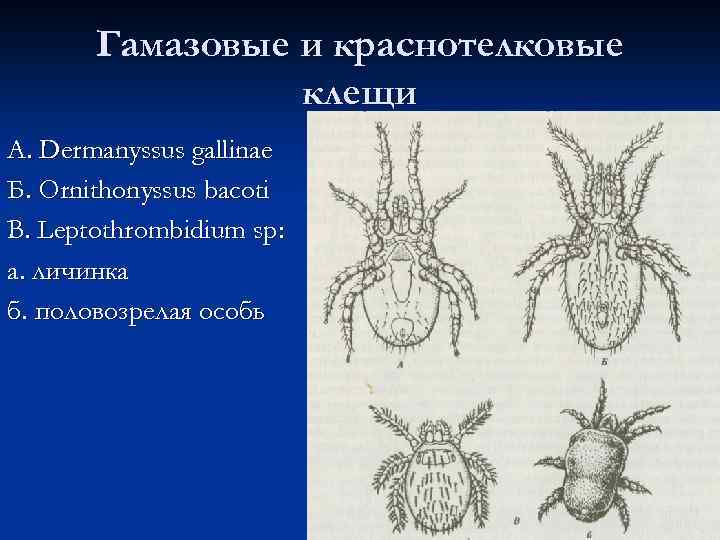 Гамазовые и краснотелковые клещи А. Dermanyssus gallinae Б. Ornithonyssus bacoti B. Leptothrombidium sp: а.