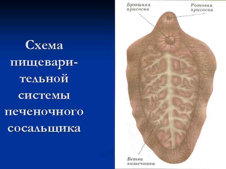 Схема пищеварительной системы печеночного сосальщика 