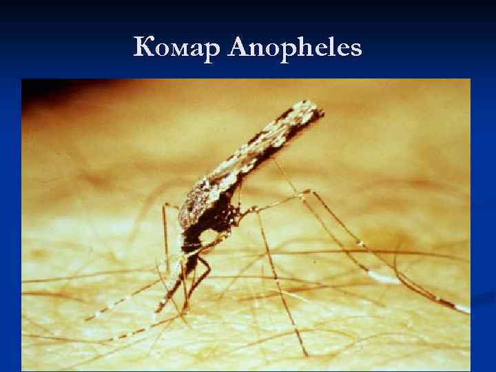 Комар Anopheles 