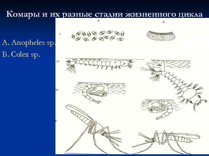 Комары и их разные стадии жизненного цикла А. Anopheles sp. Б. Culex sp. 