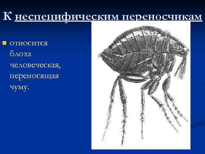 К неспецифическим переносчикам n относится блоха человеческая, переносящая чуму. 