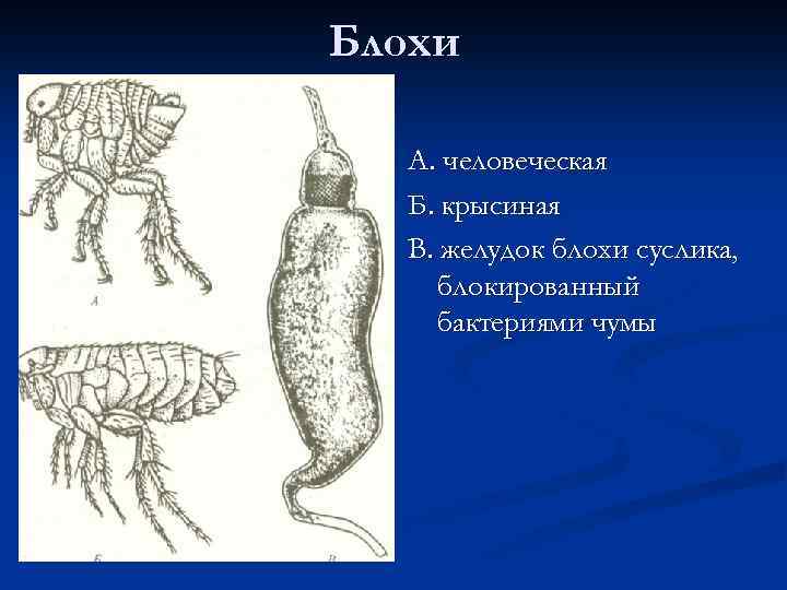 Какой цифрой обозначена на рисунке куколка человеческой блохи