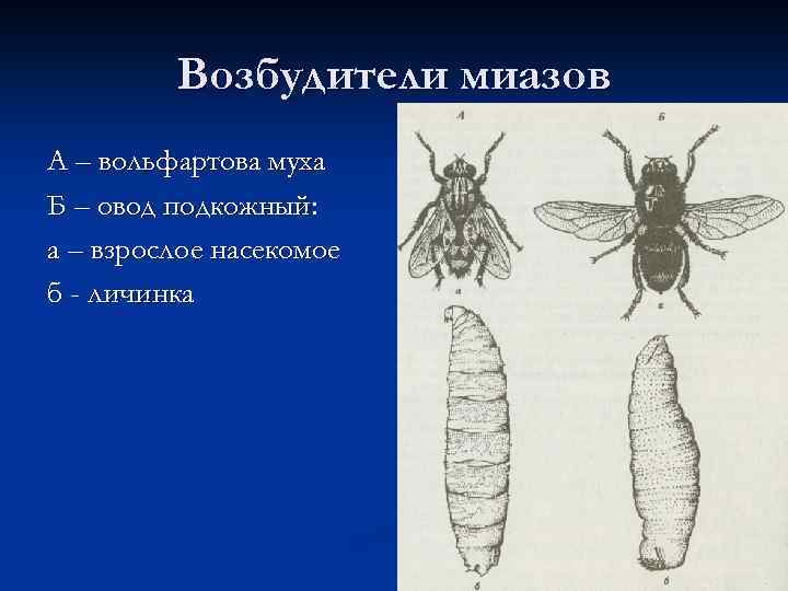 Морфология вольфартовой мухи рисунок