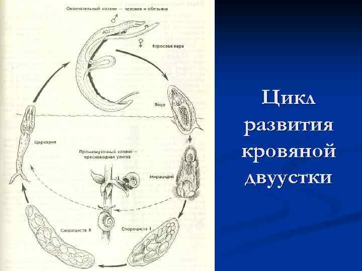 Жизненный цикл шистосомы схема