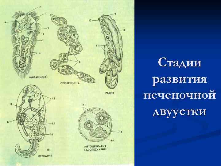 Стадии развития печеночной двуустки 