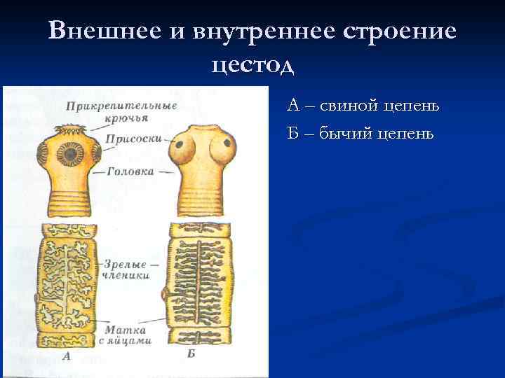 Внешнее и внутреннее строение цестод А – свиной цепень Б – бычий цепень 