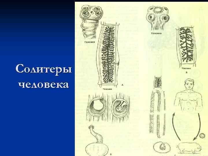 Солитеры человека 