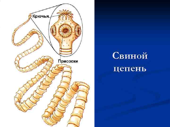 Свиной цепень взрослый. Ленточные черви свиной цепень строение. Ленточный червь свиной цепень. Ленточные черви бычий цепень строение.