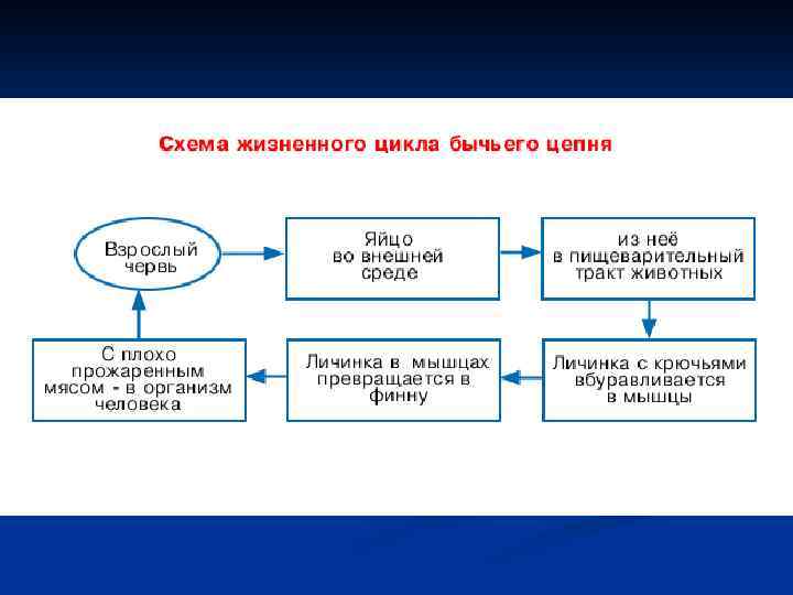 Развитие бычьего цепня. Жизненный цикл бычьего цепня схема. Цикл развития бычьего цепня схема. Цикл развития бычьего цепня схема 7. Жизненный цикл бычьего цепня схема кратко.