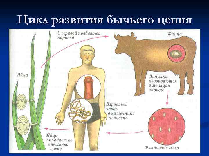 Цикл развития бычьего цепня 