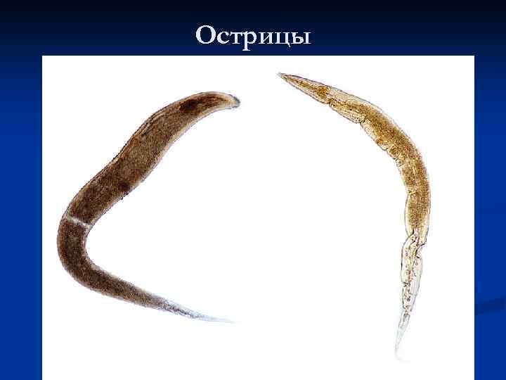 Острицы 