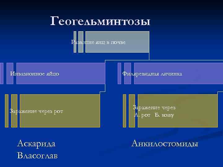 Геогельминтозы Развитие яиц в почве Инвазионное яйцо Филяревидная личинка Заражение через рот Заражение через