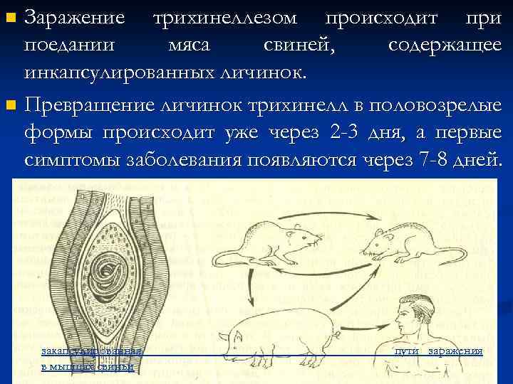 Заражение трихинеллезом происходит при поедании мяса свиней, содержащее инкапсулированных личинок. n Превращение личинок трихинелл