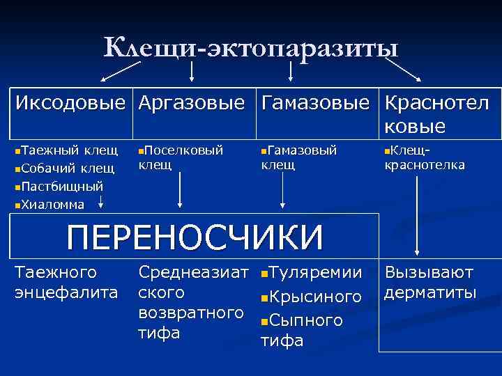 Клещи-эктопаразиты Иксодовые Аргазовые Гамазовые Краснотел ковые n. Таежный клещ n. Собачий клещ n. Пастбищный