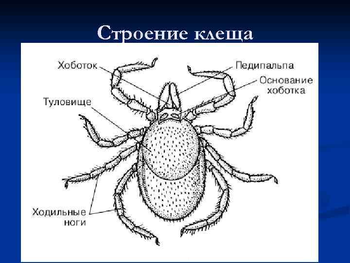 Строение клеща 