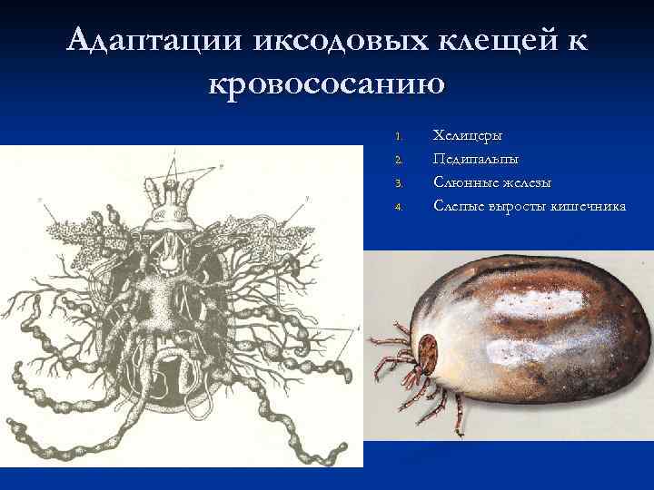 Адаптации иксодовых клещей к кровососанию 1. 2. 3. 4. Хелицеры Педипальпы Слюнные железы Слепые