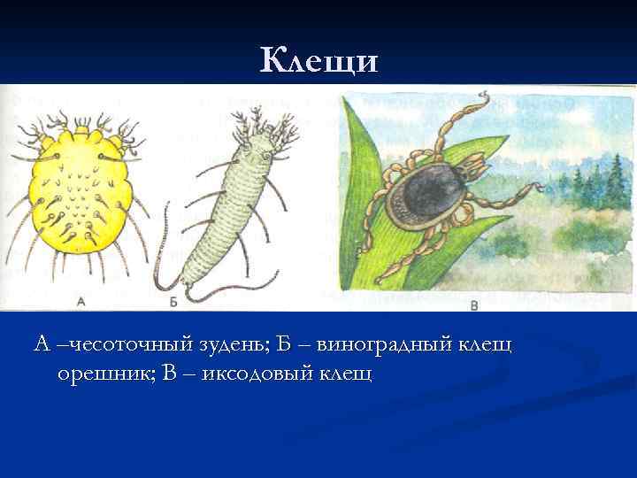 Клещи А –чесоточный зудень; Б – виноградный клещ орешник; В – иксодовый клещ 