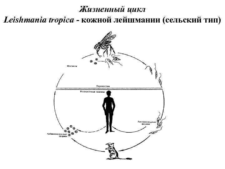 Жизненный цикл Leishmania tropica - кожной лейшмании (сельский тип) 