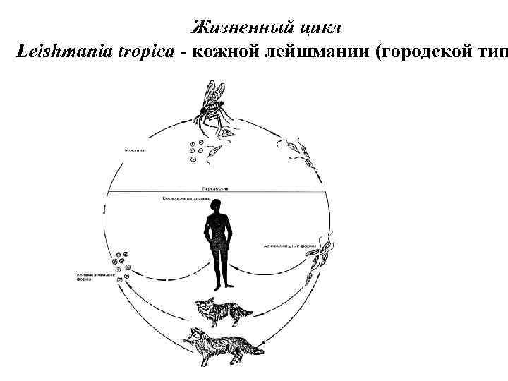 Лейшмания рисунок с подписями