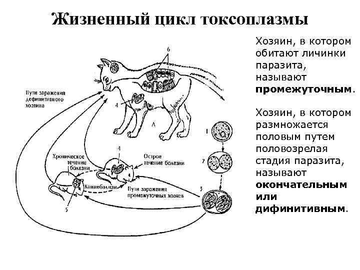 Цикл паразитов