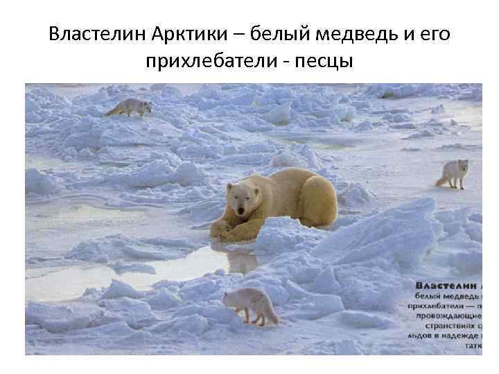 Белый медведь где обитает на каком. Белый медведь презентация. Где обитает белый медведь. Где живут белые медведи показать на карте. Где обитают белые медведи в России.