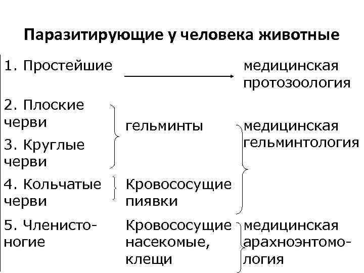 Паразитирующие у человека животные 1. Простейшие 2. Плоские черви медицинская протозоология гельминты 3. Круглые