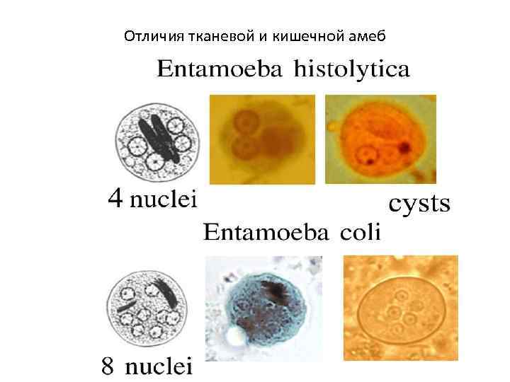 Entamoeba coli в кале. Entamoeba histolytica циста. Entamoeba coli циста. Entamoeba coli циста строение. Жизненный цикл кишечной амебы Entamoeba coli.