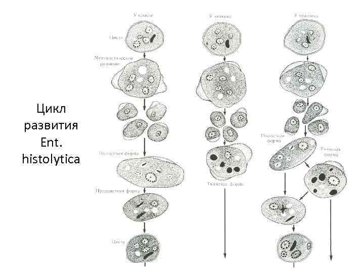 Цикл развития Ent. histolytica 