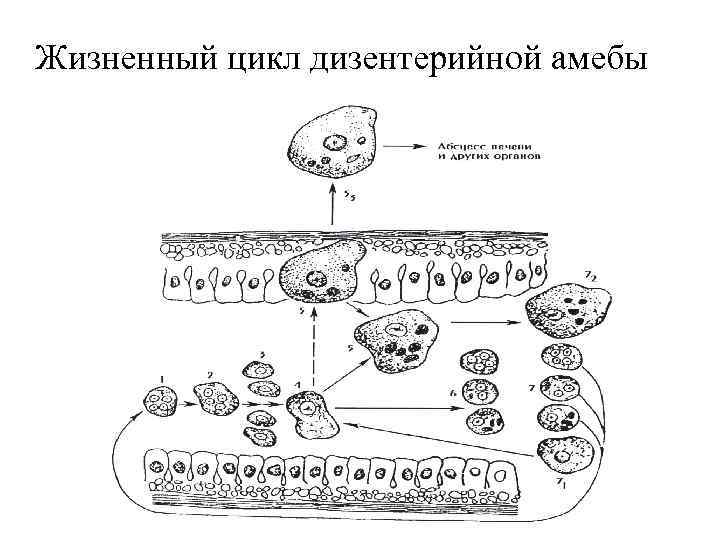 Жизненный цикл дизентерийной амебы 