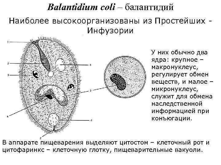 Balantidium coli – балантидий Наиболее высокоорганизованы из Простейших Инфузории У них обычно два ядра: