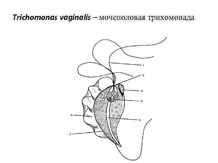 Trichomonas vaginalis – мочеполовая трихомонада 