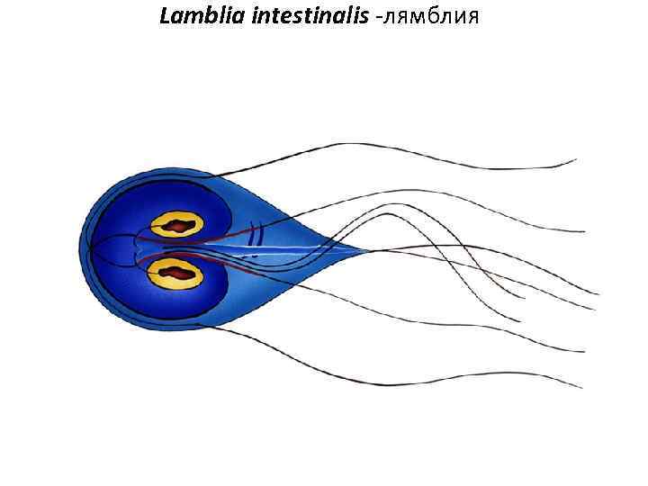 Lamblia intestinalis лямблия 