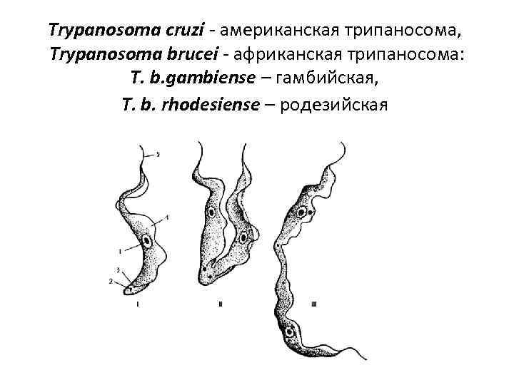 Трипаносомоз африканский презентация