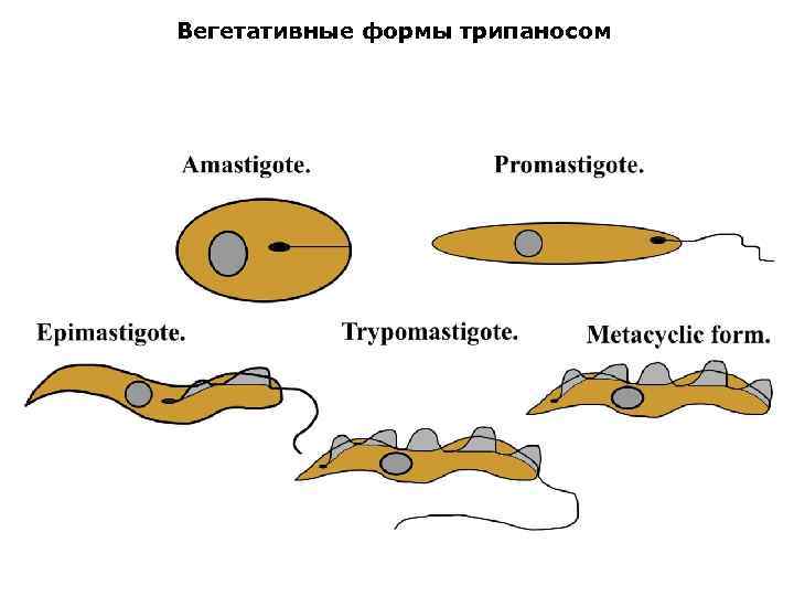 Строение трипаносомы рисунок с подписями